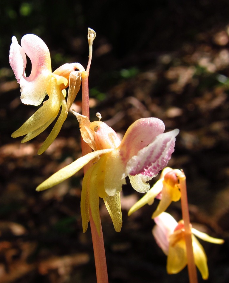 Epipogium aphyllum